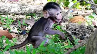 How cute & lovely baby Carlino playing around / Skinny little Carlino so naughty & cheeky