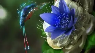 Hummingbird With Flowers 🌸 Animated Nature#hdnaturevideo #beautifulbirdsintheworld #discovery