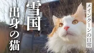 メインクーンは寒さに強い猫らしい