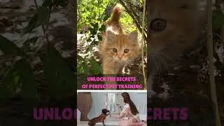 UNLOCK THE SECRETS OF PERFECT PET TRAINING #shorts#pets#pettraining