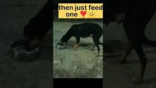 We Want your Support for helping of poor street animals❣️❣️,support our channel🤗🤗🙏🙏#street #shorts