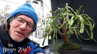 Обрезка моего рождественского кактуса, Зона бонсай, февраль 2026 г.