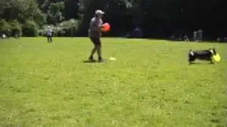 Pied Piper meets Discdogging