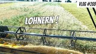 Влог #269 Первый удар пшеницы! Топ или провал?