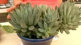 What is a Succulent Plant?