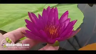 Водяная лилия Purple Fantasy Кувшинка Фиолетовая Фантазия