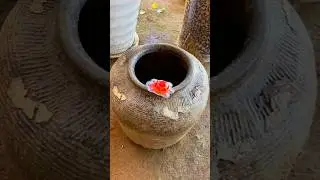 The Turtle Jelly 😨| New Viral Gadgets, Smart Appliances, Kitchen Utensils/ Home Inventions