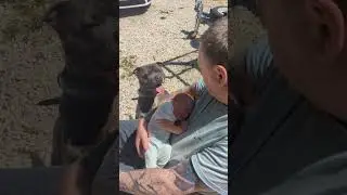 This is why they are called Nanny Dogs #viral #dog #staffy
