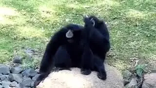 Howling Siamang Gibbons