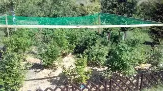 Bor&oacute;wka siatka na ptaki.
