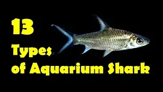 13 Types of Aquarium Shark | 13 Types of Freshwater Shark Fish