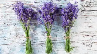 Amazing Benifits of Lavender | Lavender Health Benefits & Uses!