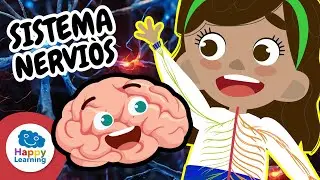 EL SISTEMA NERVI&Oacute;S | V&iacute;deos Educatius per a Nens | Happy Learning