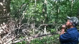 Best Squirrel Call In Action