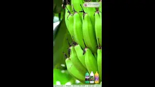 [ ENGLISH ]  Our Online Banana Farmer Mr. Rajaram Shares His Experience!