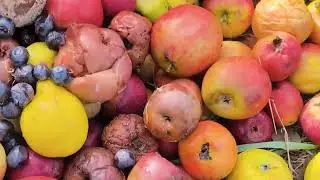 More Than Apples: 5 Lessons From a Volunteer-Run City Orchard (Bristol)