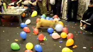 MUST SEE! - CALLY The Wonder Dog Destroys 150 Balloons in 2 Mins - Hilarious!