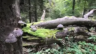 Čergov -  Veľká Javorina, rozhledna Žobrák