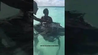Swimming with Stingrays in Antigua 😮 #stingray #antigua #travel #traveltuesday