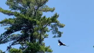 Bald Eagle on Lac Courte Oreilles