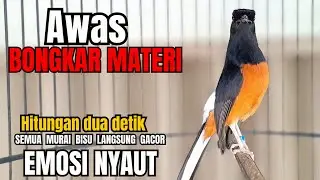 PANCINGAN Murai Batu FIGHTER BONGKAR ISIAN KASAR !! murai batu malas bunyi langsung BONGKAR ISIAN