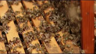 Hall Hunter: Looking after Bees and Honey Harvest