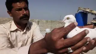 Ustad Jani Kay White Ankh Kay Kabutar  |  Sahiwal Kay Mashur Kabutar  |  Sahiwal Shouk