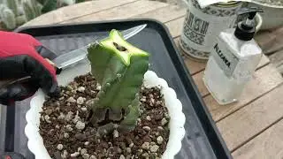 Spiralis Cactus Got Infested