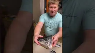 Разделываем чилийского лосося