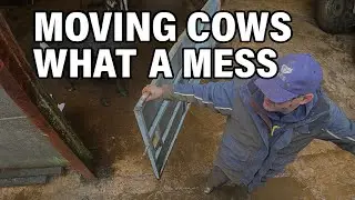Moving cows what a mess storm Claudia 