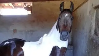 AÇAÍ KAFÉ - ESSE CAVALO É SHOOOWWW!!