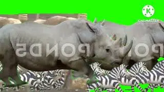 Big jumanji stampede green screen 