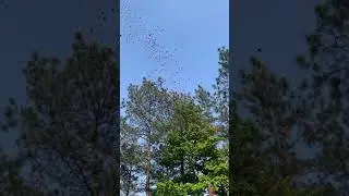 PEGASUS confetti cannon