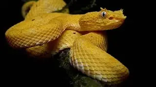 SNAKE ISLAND பற்றி தெரியுமா 😱 | World's Mystery Tamil #Shorts