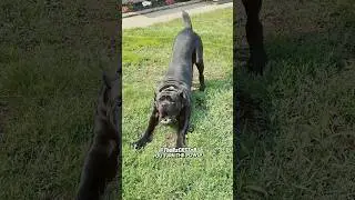 Big Dog, Small Confidence! - RxCKSTxR Comedy Voiceover!