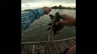 Pleco vs Ultralight Tackle!