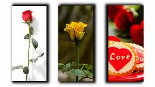 Valentine Day Special Status | Happy Rose Day 🌹 | Happy valentine's Day 2021 | Rose Day 2021 Status