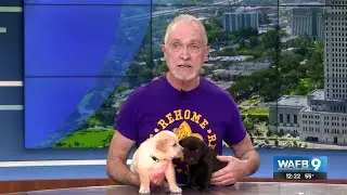 Rescue Rehome Repeat to host adoption event on Jan. 31