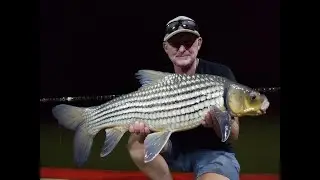 BUNGSAMRAN September 2021. Siamese carp, Juliens, Mekong catfish, Chao Phraya in very wet conditions