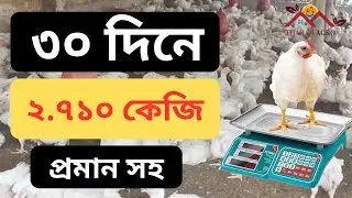 মুরগির ওজন না বাড়লে কী করবেন? | দ্রুত ওজন বাড়ানোর কার্যকর উপায়