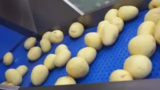 Industrial Potato Processing Line- Washing Peeling and Wavy Cutting