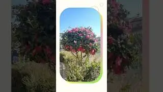 椿(ツバキ)🌺は12月～３月頃に見頃を迎えるものが多いと書かれていました。写真は近くの公園です(1月19日撮影)いつもご視聴頂きまして、有難うございます。🙇💐