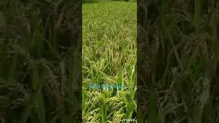 PADDY NEWS