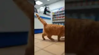 Kitty Just Stole an Entire Iberico Ham Watch This Sneaky Move #cats #funny #pets