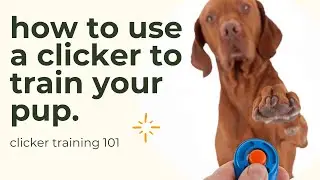 How to Use a Clicker To Train Your Dog or Puppy (Clicker Training Explained)