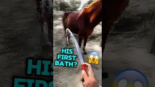 Rescuer Give a Neglected Horse His First Real Bath