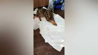 Мы в долгах! Нуждаемся в помощи🙏🏼 Долг огромный как за курятину, так за сухой корм и наполнитель!