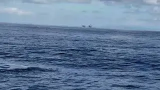Whale watching with Harbor Breeze Cruises Jan/22/2020 Long Beach CA
