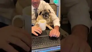 Pug gets ready for the day ahead #pugsofyoutube