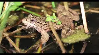 Sounds of the California Red-legged Frog